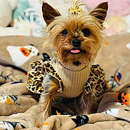 Mochi joined the competition — help win amazing prizes! dog, small_dog, yorkshire_terrier, pet, animal, cute, tongue_out, clothing, leopard_print, sweater, blanket, halloween, decor, cozy, indoor, fur, ears, face, cute_pet, portrait