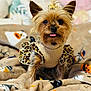 dog, small_dog, yorkshire_terrier, pet, animal, cute, tongue_out, clothing, leopard_print, sweater, blanket, halloween, decor, cozy, indoor, fur, ears, face, cute_pet, portrait