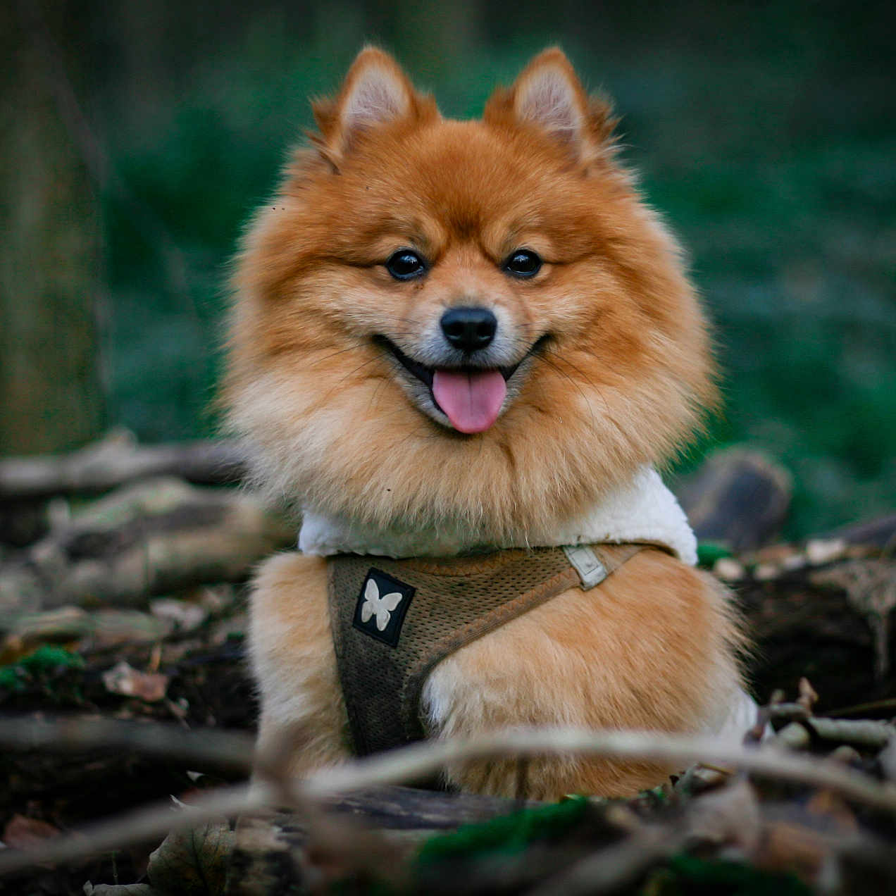 Simba a rejoint le concours — aidez-le/la à gagner de superbes lots ! animal, branches, brown, canine, cute, dog, fluffy, forest, fur, happy, harness, leaves, nature, outdoor, pet, pomeranian, smiling, tongue_out, tree, wildlife