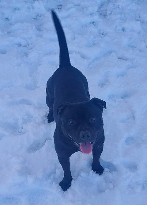 Kane joined the competition — help win amazing prizes! borador, canidae, carnivore, collar, companion_dog, dog, dog_breed, dog_collar, dog_supply, electric_blue, fawn, freezing, guard_dog, pet_supply, snout, snow, sporting_group, tail, winter, working_animal