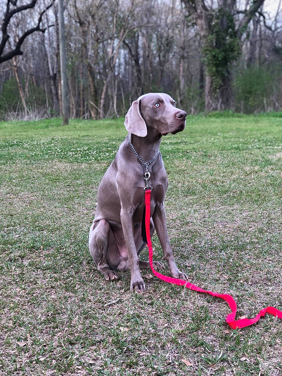 Kooper joined the competition — help win amazing prizes! blue_lacy, canidae, carnivore, dog, dog_breed, fawn, german_shorthaired_pointer, gun_dog, hunting_dog, liver, mammal, pointer, pointing_breed, sporting_group, vertebrate, vizsla, weimaraner