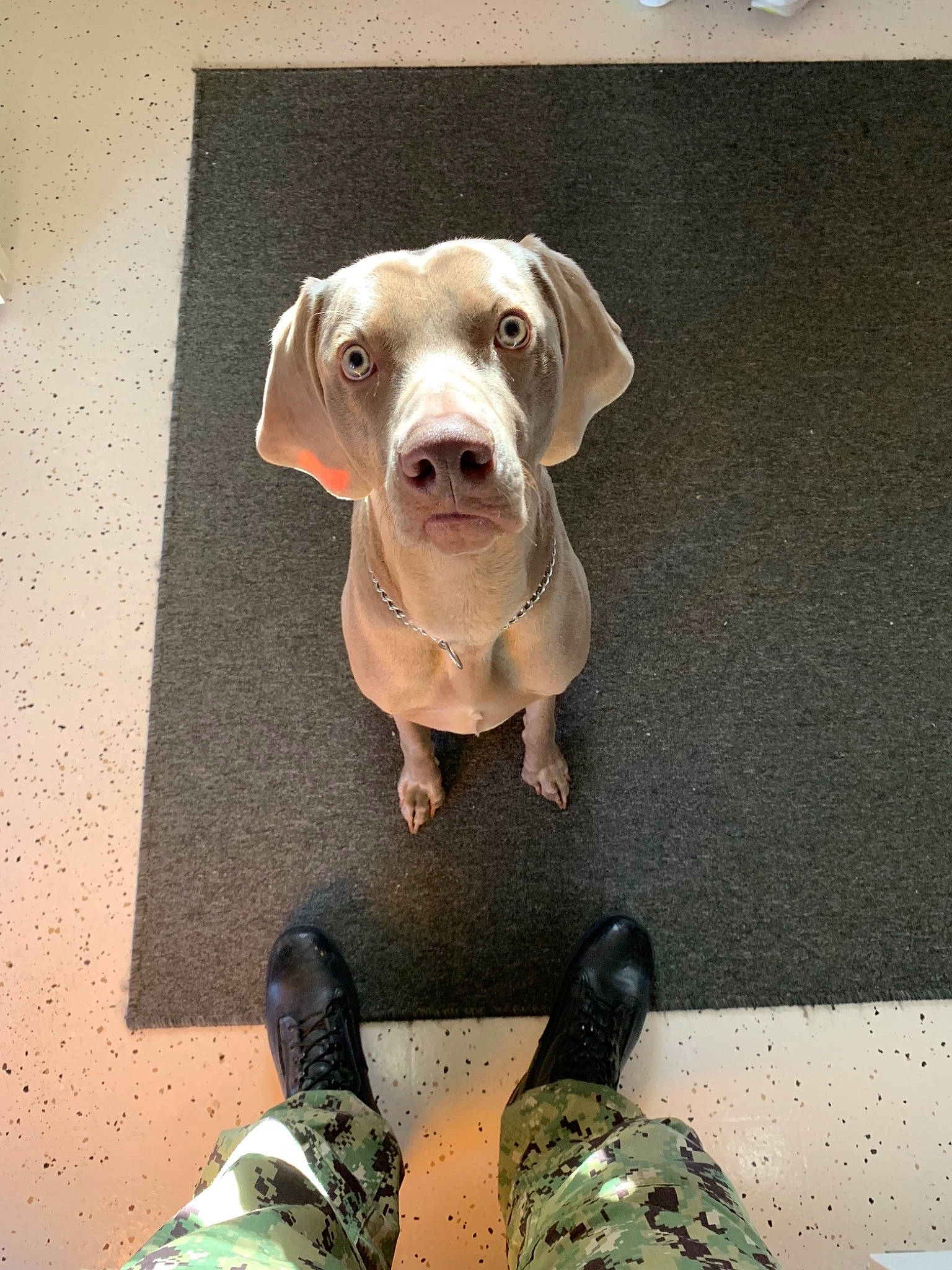 Kooper joined the competition — help win amazing prizes! canidae, carnivore, dog, dog_breed, ear, fawn, great_dane, non_sporting_group, pointer, pointing_breed, puppy, selfie, smile, snout, sporting_group, weimaraner, working_dog