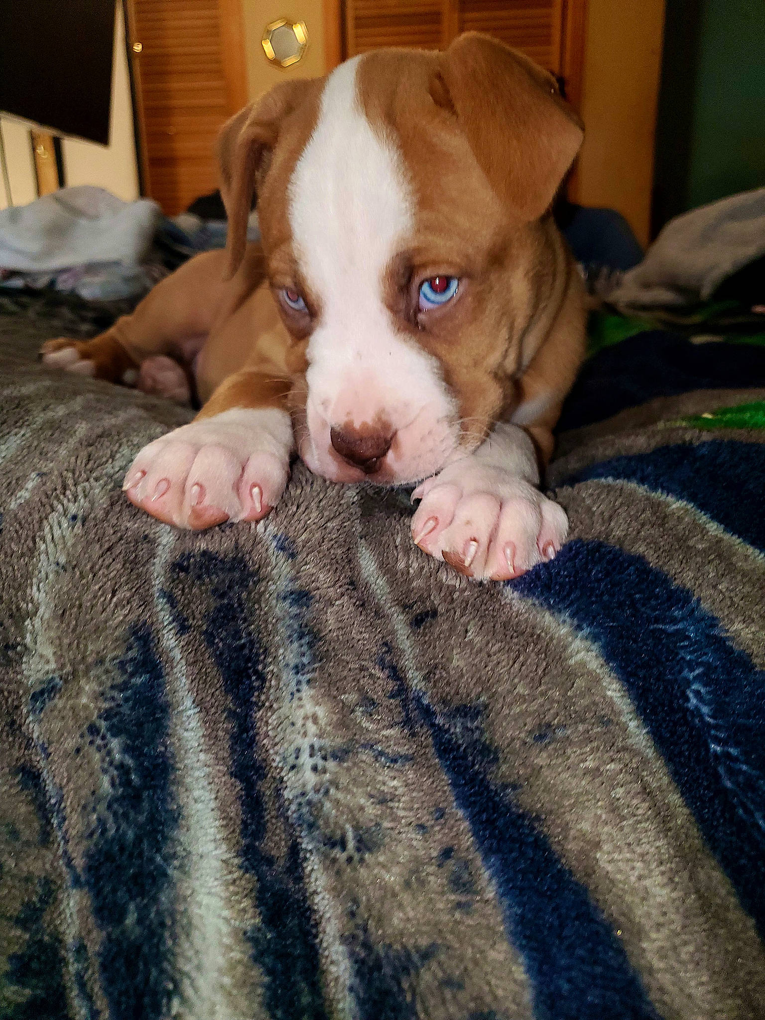 Brutus is registered to the contest to win money with this photo: carnivore, comfort, companion_dog, dog, dog_breed, fawn, flooring, fur, hardwood, linens, liver, non_sporting_group, paw, tail, toy_dog, whiskers, wood, working_animal