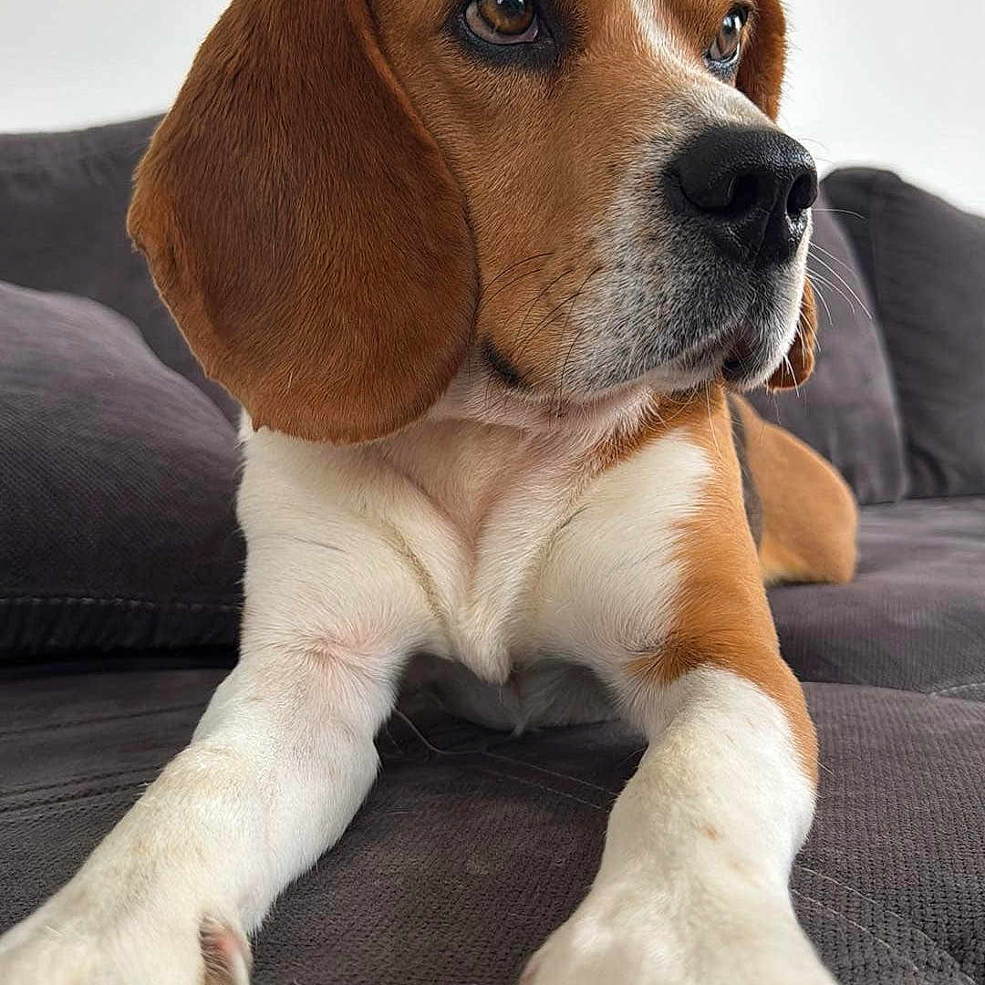 Toufy a rejoint le concours — aidez-le/la à gagner de superbes lots ! animal, beagle, brown, canine, close_up, couch, dog, ears, fur, home, indoor, looking_away, paw, pet, portrait, relaxed, resting, snout, soft_light, white