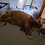 box, cat, clutter, curtain, domestic, feline, food_storage, fur, grooming, household, indoor, orange_tabby, paper, paw, pet, relaxed, sleepy, table, whiskers, window