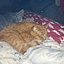 Survivor joined the competition — help win amazing prizes! animal, bed, blanket, cat, comfort, cozy, curled_up, cute, domestic_cat, feline, fur, indoor, orange_tabby, patterned_blanket, pet, quiet, relaxation, resting, sleeping, soft_light