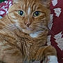 animal, blanket, cat, close_up, curious, cute, domestic_animal, feline, fur, green_eyes, indoor, laying, mammal, orange_tabby, pattern, paw, pet, portrait, relaxed, whiskers