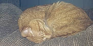 Survivor joined the competition — help win amazing prizes! calm, cat, couch, cozy, curled_up, domestic_animal, feline, fur, furniture, ginger_cat, home, indoor, nap, pet, quiet, relaxation, resting, sleeping, textured, whiskers