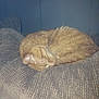 calm, cat, couch, cozy, curled_up, domestic_animal, feline, fur, furniture, ginger_cat, home, indoor, nap, pet, quiet, relaxation, resting, sleeping, textured, whiskers