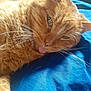 Survivor is registered to the contest to win money with this photo: animal, blue_background, cat, closeup, cute, domestic_cat, face, feline, fur, indoor, lying_down, mammal, orange_cat, paw, pet, playful, relaxed, sleepy, tongue_out, whiskers