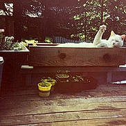 Sylvester joined the competition — help win amazing prizes! cat, white_cat, wooden_box, deck, potted_plants, garden_tools, outdoor, sunlight, relaxing, pet, nature, wood, plant_pots, greenery, feline, raised_paw, summer, yard, resting, home_garden