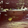 cat, white_cat, wooden_box, deck, potted_plants, garden_tools, outdoor, sunlight, relaxing, pet, nature, wood, plant_pots, greenery, feline, raised_paw, summer, yard, resting, home_garden