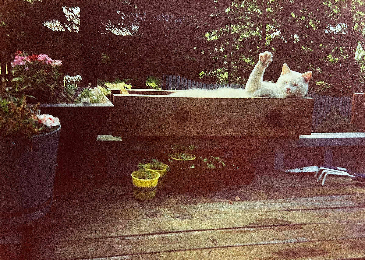 Sylvester joined the competition — help win amazing prizes! cat, white_cat, wooden_box, deck, potted_plants, garden_tools, outdoor, sunlight, relaxing, pet, nature, wood, plant_pots, greenery, feline, raised_paw, summer, yard, resting, home_garden