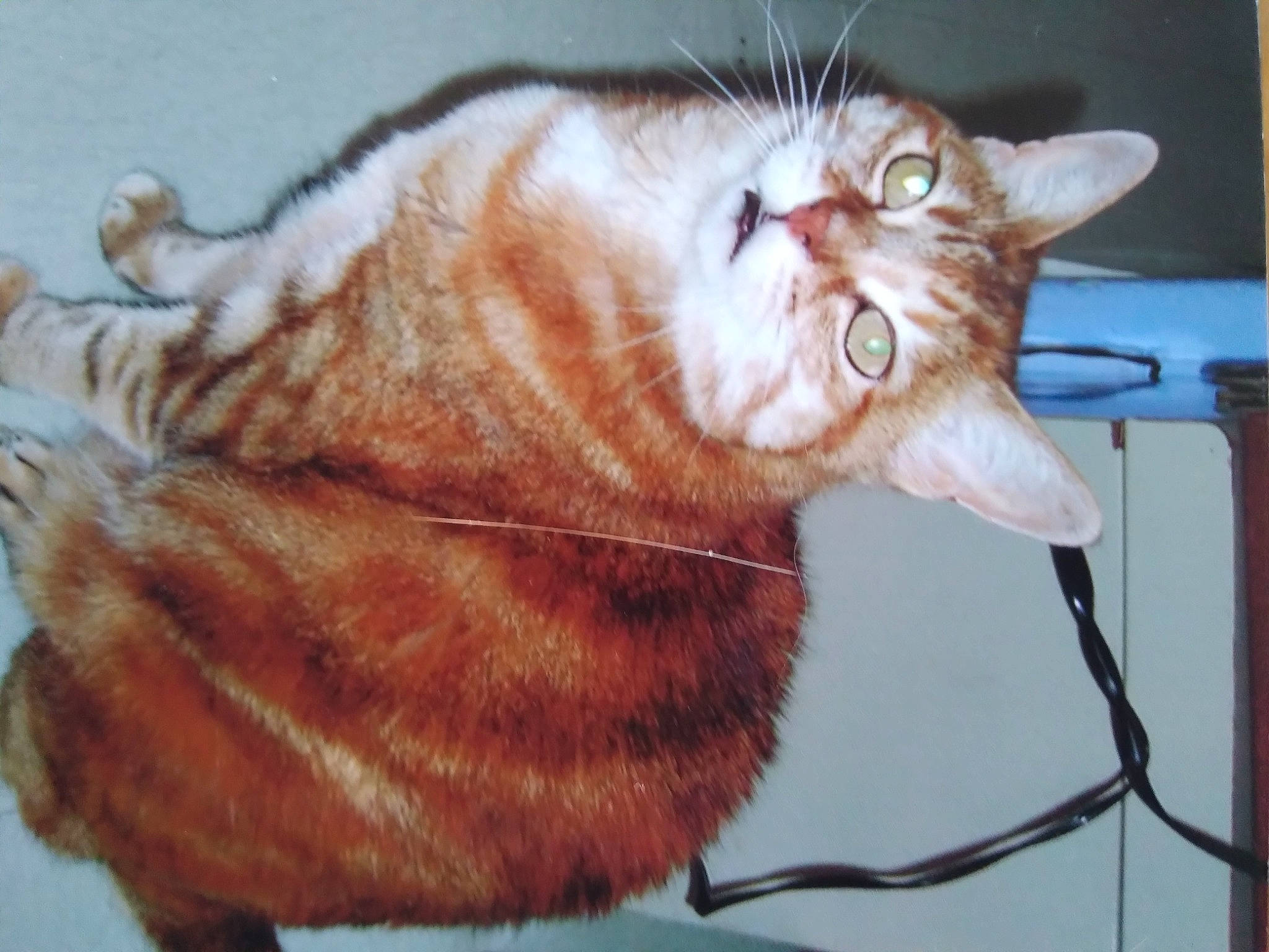 Nina a rejoint le concours — aidez-le/la à gagner de superbes lots ! carnivore, cat, cat_supply, claw, domestic_short_haired_cat, ear, fang, fawn, felidae, fur, paw, small_to_medium_sized_cats, snout, tail, terrestrial_animal, vertebrate, whiskers, wildlife, window