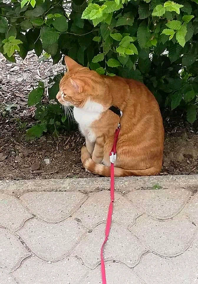 Alphonse a rejoint le concours — aidez-le/la à gagner de superbes lots ! aegean_cat, carnivore, cat, domestic_short_haired_cat, european_shorthair, fawn, felidae, fur, german_rex, grass, leash, plant, polydactyl_cat, small_to_medium_sized_cats, tabby_cat, tail, whiskers