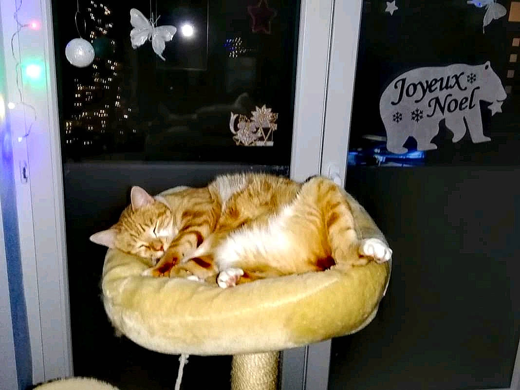 Alphonse participe au concours pour gagner de l'argent avec cette photo : american_shorthair, asian, carnivore, cat, domestic_short_haired_cat, european_shorthair, fawn, felidae, kitten, mammal, organism, paw, photo_caption, small_to_medium_sized_cats, snapshot, tabby_cat, tail, whiskers