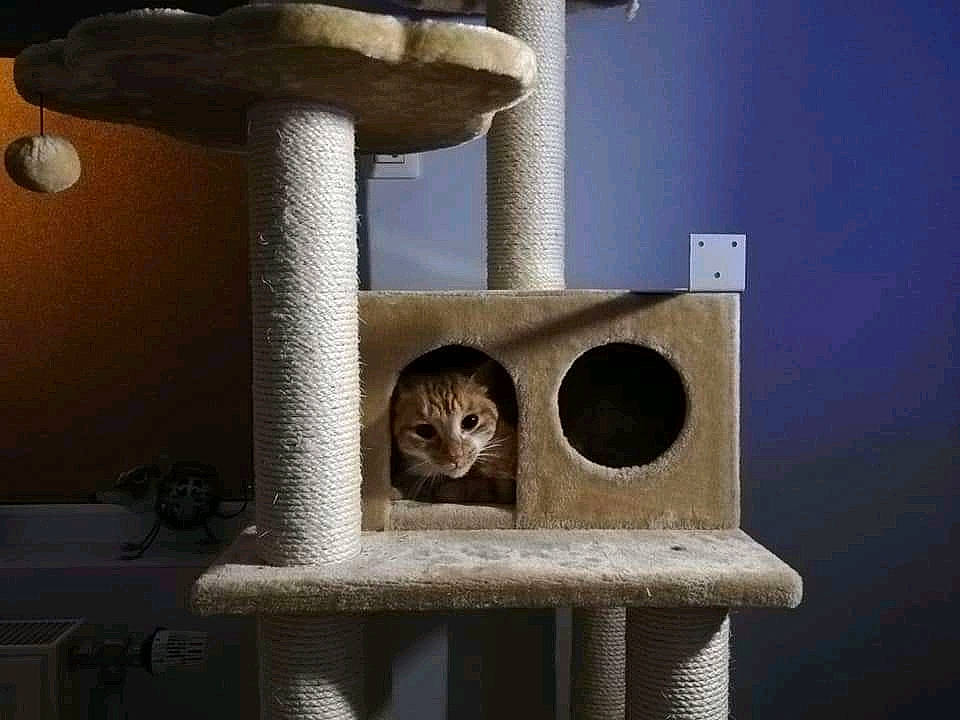 Alphonse participe au concours pour gagner de l'argent avec cette photo : carnivore, cat, cat_furniture, cat_supply, felidae, small_to_medium_sized_cats, snout