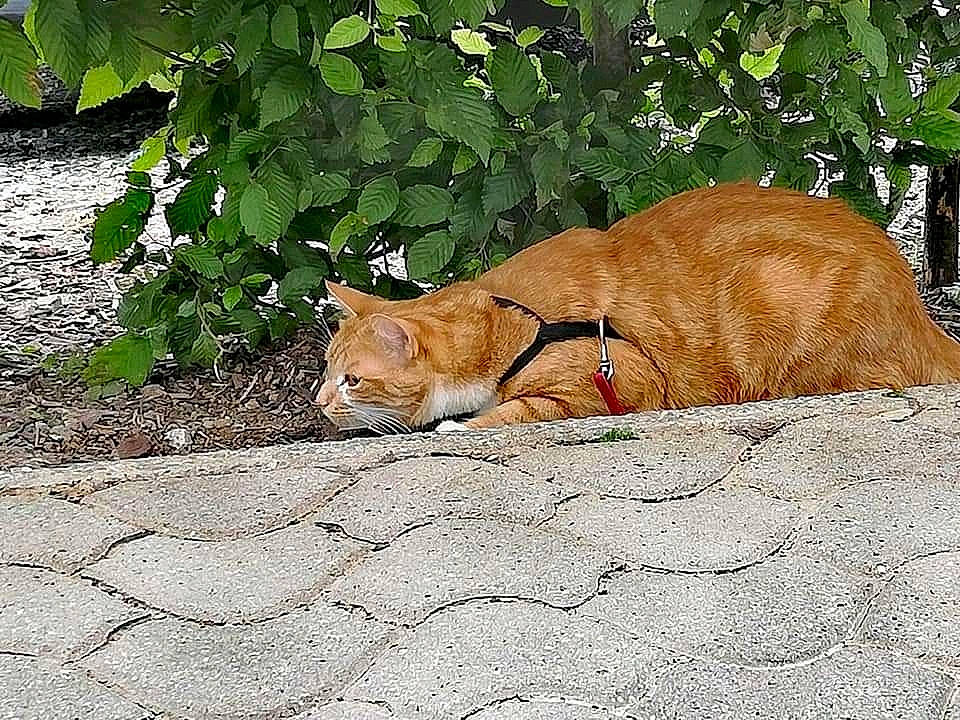 Alphonse a rejoint le concours — aidez-le/la à gagner de superbes lots ! canidae, carnivore, cat, european_shorthair, fawn, felidae, grass, mammal, plant, small_to_medium_sized_cats, tabby_cat, tail, whiskers