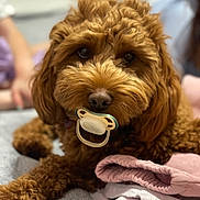 Baxter joined the competition — help win amazing prizes! animal, brown_dog, close_up, companion, cozy, curly_fur, cute, cute_pet, dog, domestic, folded_clothes, fur, indoor, indoors, lying_down, pacifier, pet, portrait, resting, soft_texture