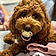 Baxter
