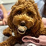 animal, brown_dog, close_up, companion, cozy, curly_fur, cute, cute_pet, dog, domestic, folded_clothes, fur, indoor, indoors, lying_down, pacifier, pet, portrait, resting, soft_texture