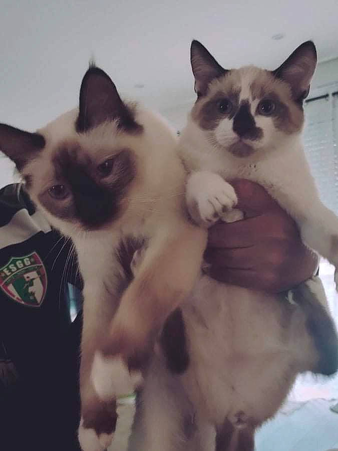 Lilou participe au concours pour gagner de l'argent avec cette photo : birman, carnivore, cat, comfort, fawn, felidae, fur, happy, iris, mammal, paw, photo_caption, siamese, sky, small_to_medium_sized_cats, snout, tail, thai, vertebrate, whiskers