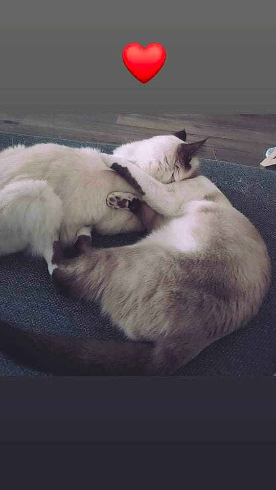 Lilou a rejoint le concours — aidez-le/la à gagner de superbes lots ! canidae, carmine, carnivore, cat, cat_bed, comfort, companion_dog, dog_breed, felidae, fur, happy, nap, paw, sleep, small_to_medium_sized_cats, snout, tail, whiskers