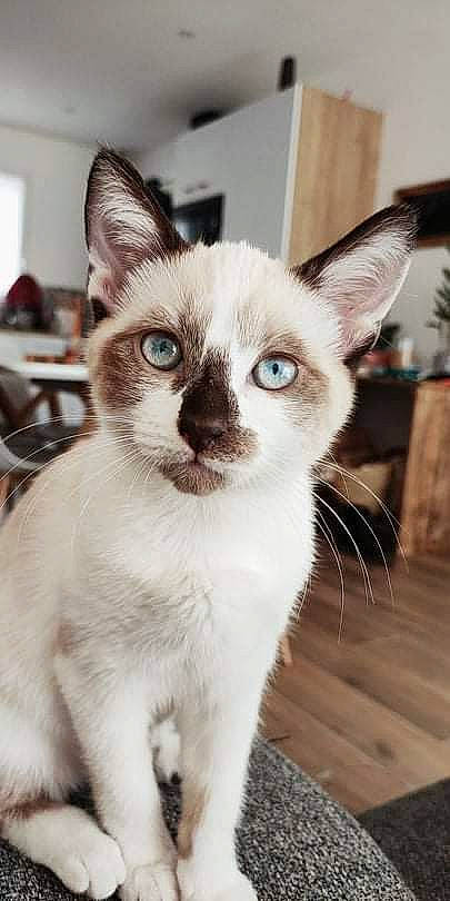 Lilou participe au concours pour gagner de l'argent avec cette photo : carnivore, cat, collar, domestic_short_haired_cat, eye, fawn, felidae, fur, head, iris, small_to_medium_sized_cats, snout, terrestrial_animal, thai, whiskers, window