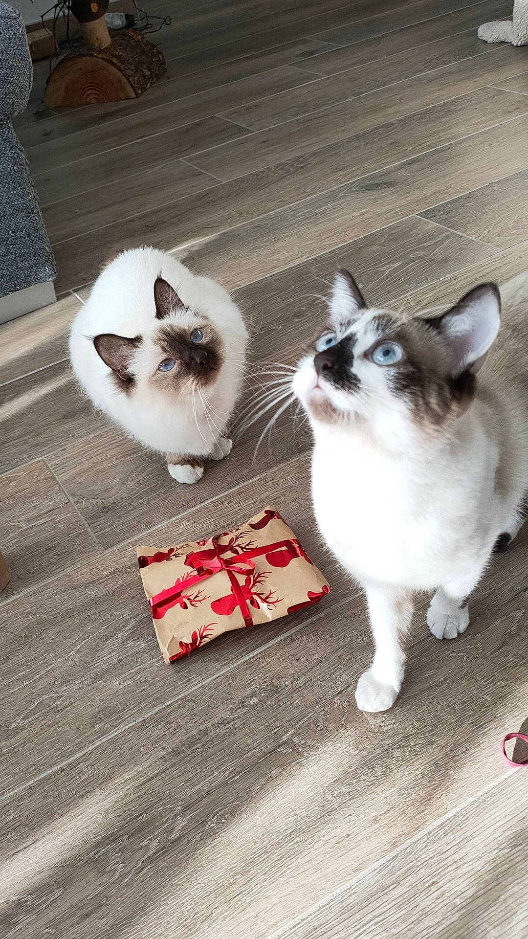 Maya a rejoint le concours — aidez-le/la à gagner de superbes lots ! balinese, birman, carnivore, cat, comfort, domestic_short_haired_cat, fawn, felidae, flooring, fur, hardwood, paw, photo_caption, siamese, small_to_medium_sized_cats, snout, tail, thai, whiskers, wood