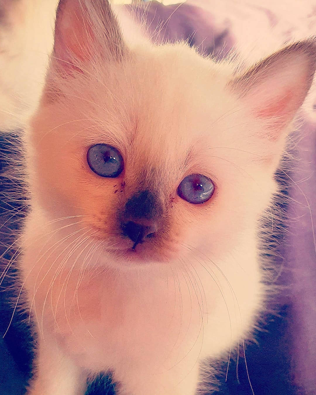 Maya participe au concours pour gagner de l'argent avec cette photo : carnivore, cat, claw, close_up, domestic_short_haired_cat, ear, eye, eyelash, fawn, felidae, fur, head, iris, mammal, no_expression, paw, small_to_medium_sized_cats, snout, tail, whiskers