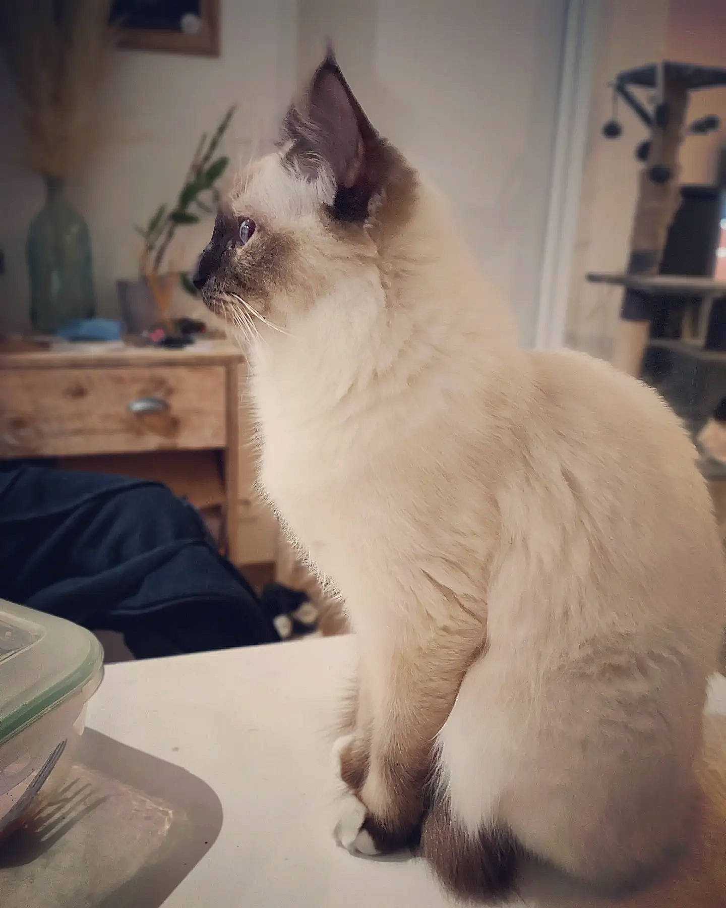 Maya participe au concours pour gagner de l'argent avec cette photo : balinese, carnivore, cat, door, felidae, flooring, fur, houseplant, paw, plant, ragdoll, sitting, sky, small_to_medium_sized_cats, snout, table, tail, thai, whiskers, window