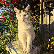 Timoteo is registered to the contest to win money with this photo: cat, animal, white_cat, black_markings, flower, red_flower, green_leaf, sunlight, shadow, stone_post, wood, outdoor, nature, pet, feline, closeup, garden, plant, daylight, portrait