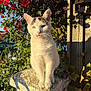 cat, animal, white_cat, black_markings, flower, red_flower, green_leaf, sunlight, shadow, stone_post, wood, outdoor, nature, pet, feline, closeup, garden, plant, daylight, portrait