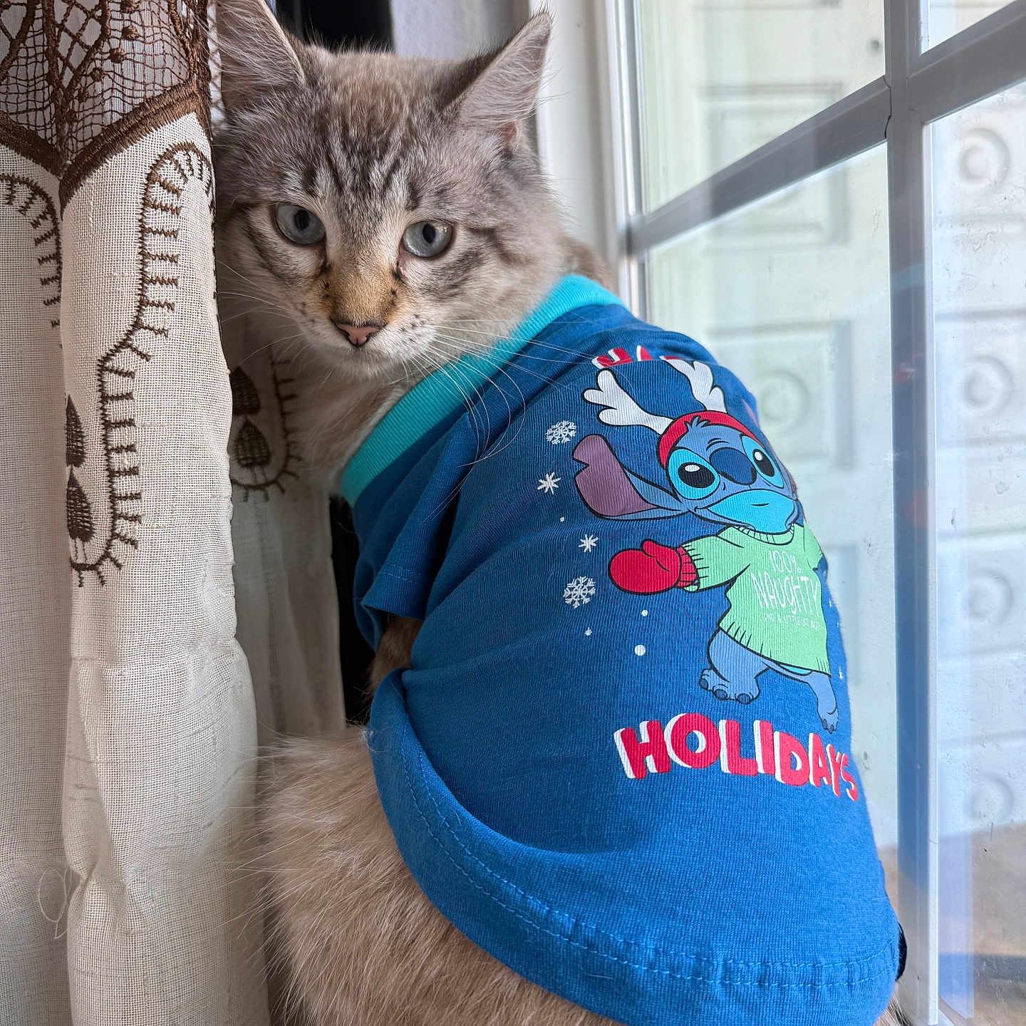 Ian Salamander is registered to the contest to win money with this photo: animal, blue_shirt, cat, clothing, curtain, cute, domestic, ears, feline, fluffy, holiday, indoor, looking_back, patterned_curtain, peeking, pet, sitting, soft_light, whiskers, window