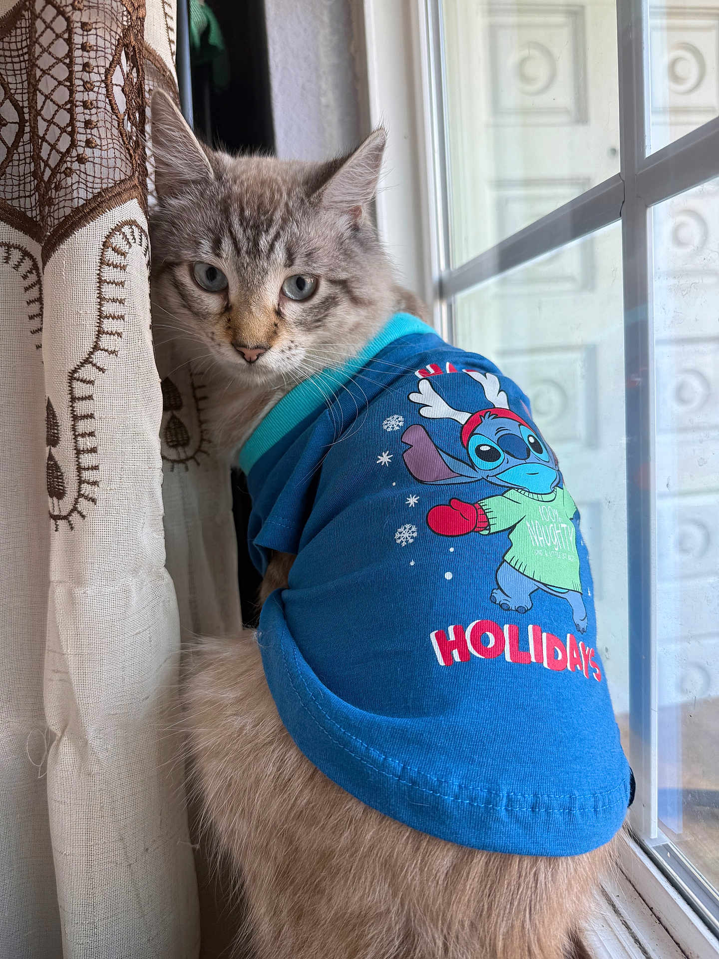 Ian Salamander is registered to the contest to win money with this photo: cat, animal, pet, feline, window, curtain, clothing, blue_shirt, holiday, indoor, cute, fluffy, looking_back, peeking, patterned_curtain, soft_light, domestic, whiskers, ears, sitting