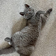 Storm is registered to the contest to win money with this photo: cat, grey_cat, lying_down, carpet, pet, feline, cute, fluffy, indoor, playful, animal, whiskers, paws, tail, looking_up, fur, relaxed, home, curious, adorable