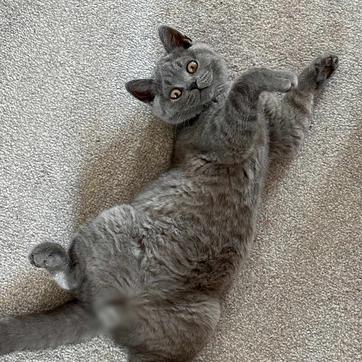Storm is registered to the contest to win money with this photo: adorable, animal, carpet, cat, curious, cute, feline, fluffy, fur, grey_cat, home, indoor, looking_up, lying_down, paws, pet, playful, relaxed, tail, whiskers