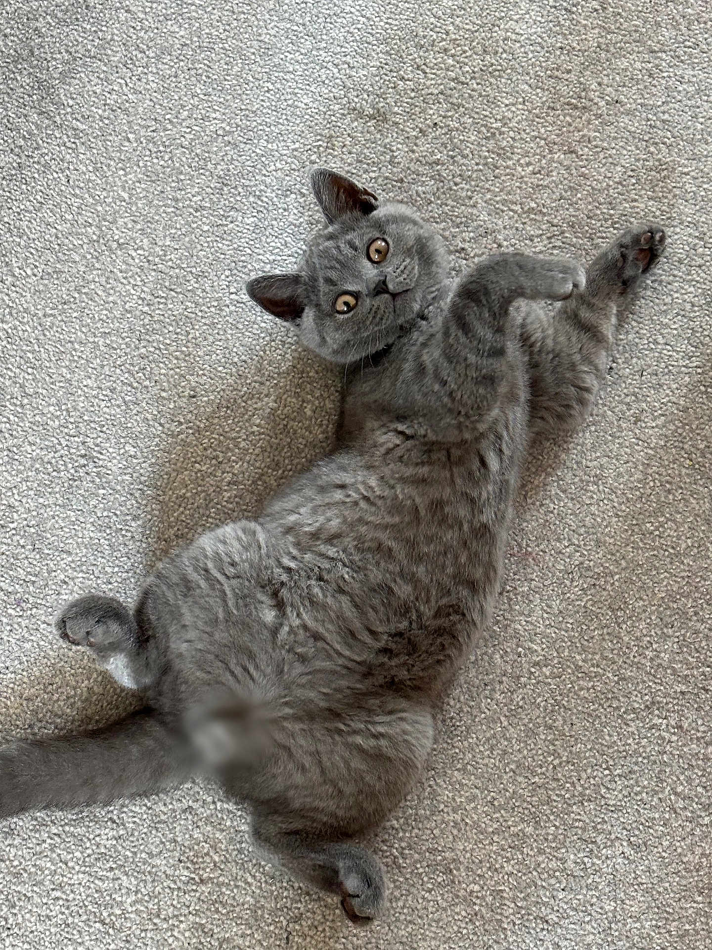 Storm is registered to the contest to win money with this photo: cat, grey_cat, lying_down, carpet, pet, feline, cute, fluffy, indoor, playful, animal, whiskers, paws, tail, looking_up, fur, relaxed, home, curious, adorable