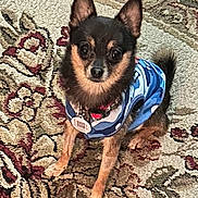 Toby is registered to the contest to win money with this photo: animal, attentive, black, blue_shirt, brown, carpet, collar, companion, cute, dog, domestic_animal, ears, fur, indoor, looking, pet, sitting, small_dog, tag, tan