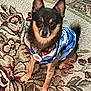 animal, attentive, black, blue_shirt, brown, carpet, collar, companion, cute, dog, domestic_animal, ears, fur, indoor, looking, pet, sitting, small_dog, tag, tan