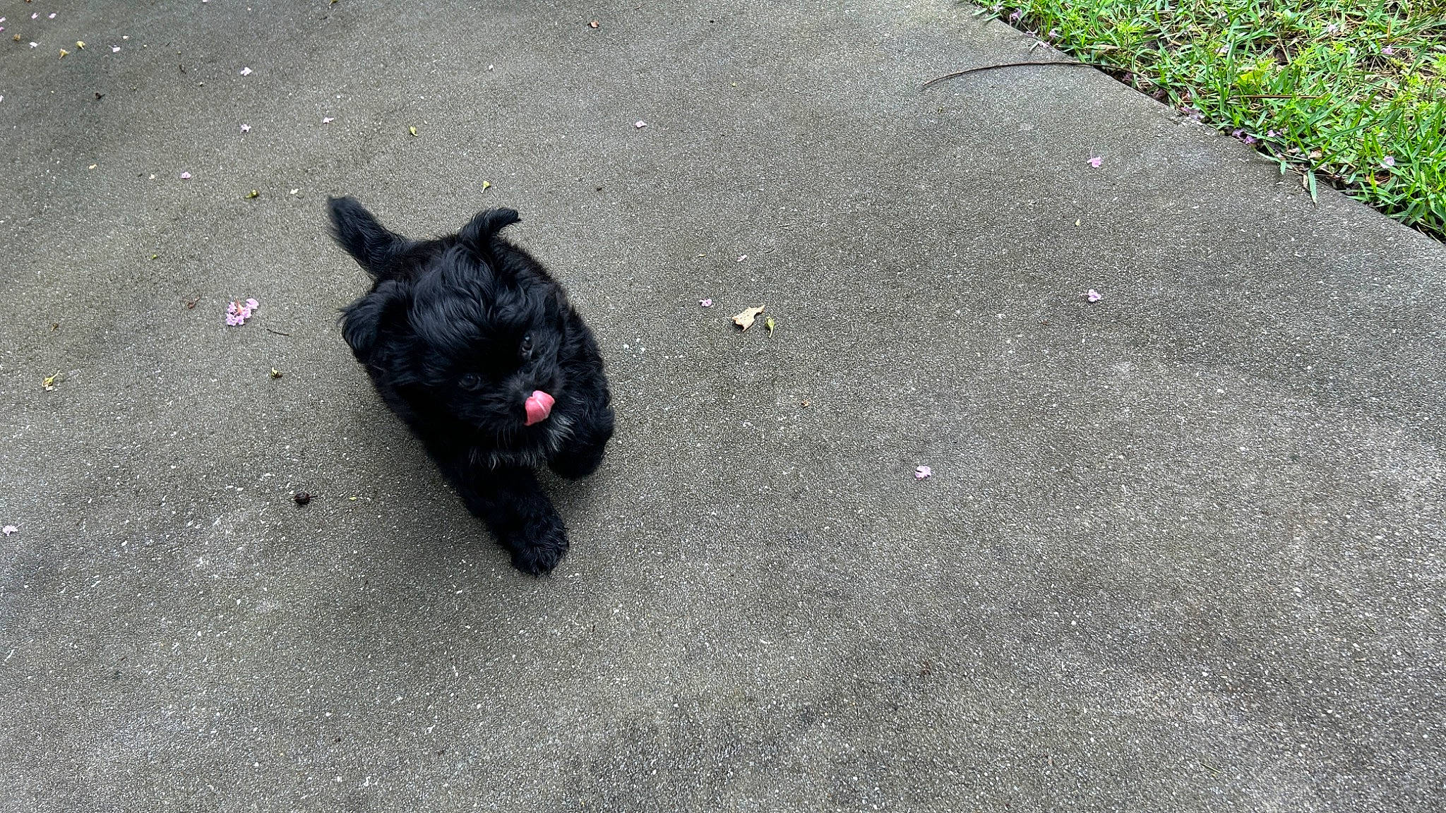 Zorro joined the competition — help win amazing prizes! asphalt, canidae, carnivore, concrete, dog, dog_breed, fur, grass, groundcover, paw, road, road_surface, shadow, sidewalk, snout, soil, sporting_group, tail, tar, working_animal
