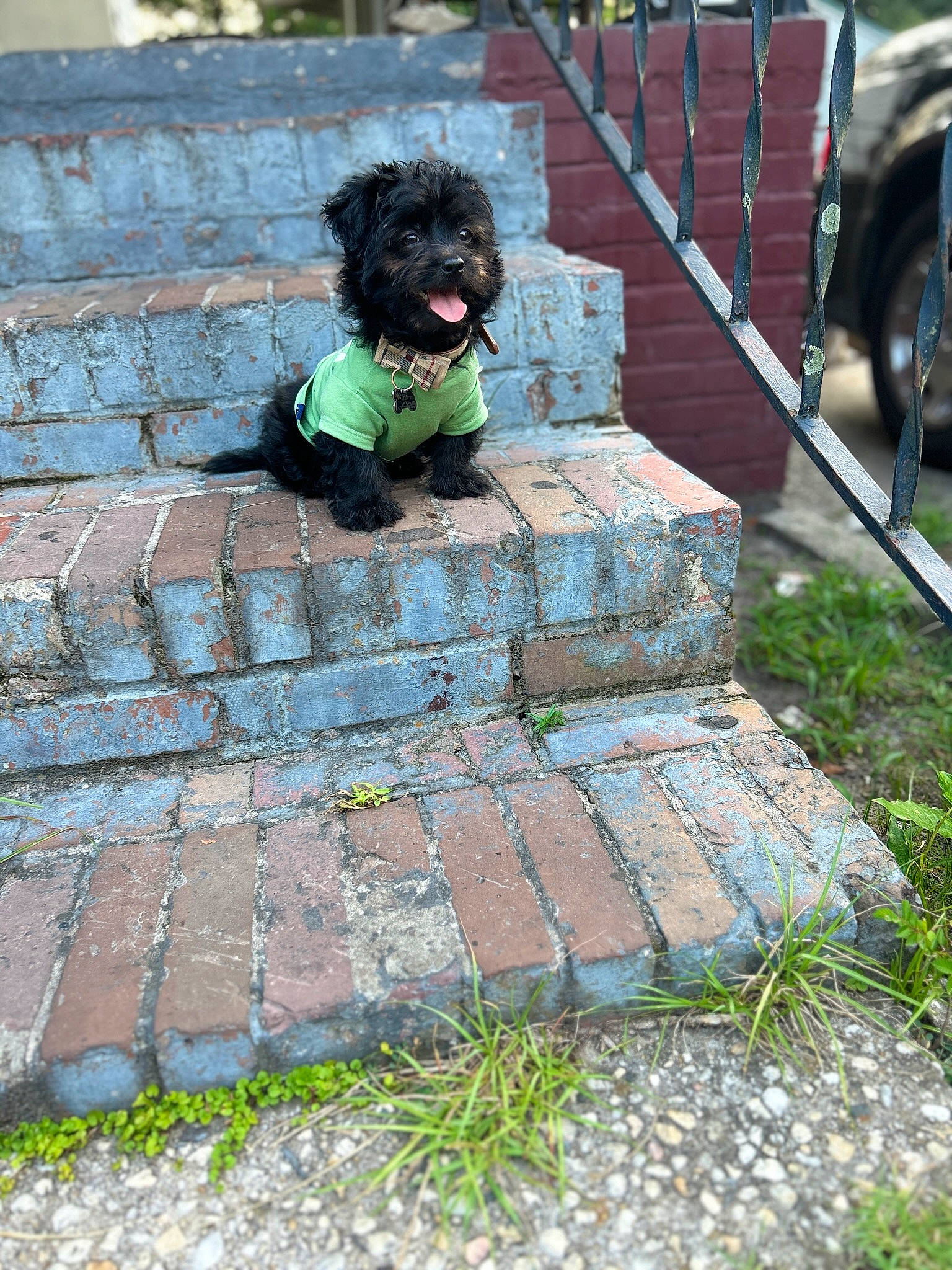 Zorro is registered to the contest to win money with this photo: asphalt, automotive_tire, carnivore, collar, companion_dog, dog, dog_breed, dog_collar, dog_supply, flagstone, grass, leash, pet_supply, plant, road_surface, sidewalk, terrier, tire, toy_dog, wheel
