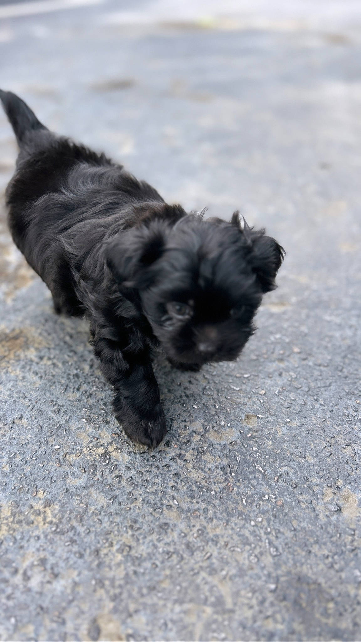 Zorro is registered to the contest to win money with this photo: asphalt, canidae, carnivore, companion_dog, dog, dog_breed, fawn, fur, liver, maltepoo, road_surface, small_terrier, snout, soil, sporting_group, tail, terrier, toy_dog, water_dog, working_animal