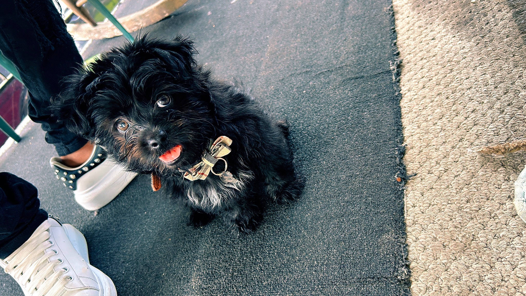 Zorro joined the competition — help win amazing prizes! asphalt, canidae, carnivore, companion_dog, concrete, dog, dog_breed, dog_clothes, dog_collar, dog_supply, flooring, fur, puppy_love, road_surface, sidewalk, small_terrier, tar, terrier, toy_dog, working_animal