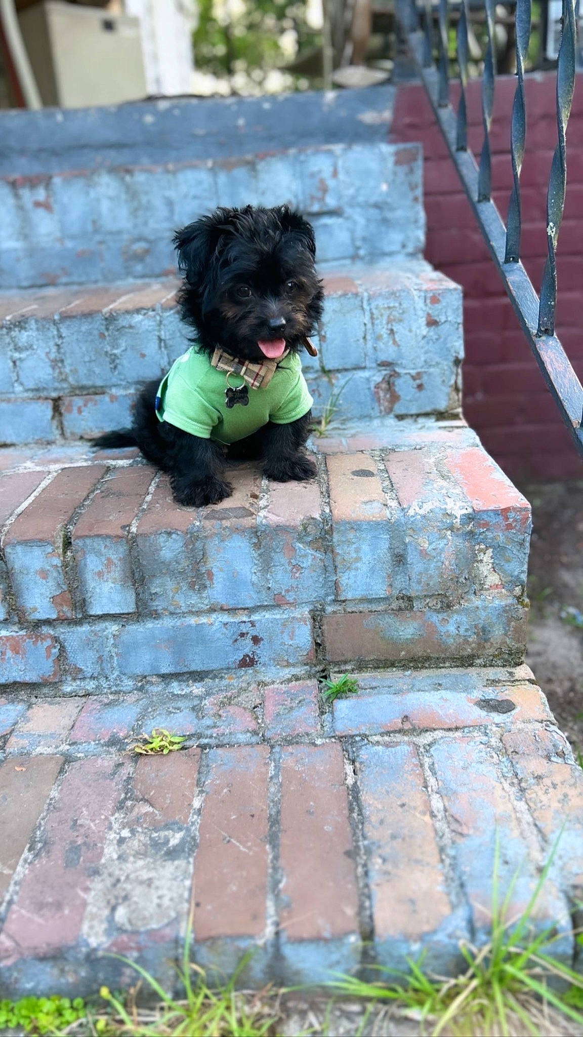Zorro is registered to the contest to win money with this photo: brick, brickwork, carnivore, companion_dog, dog, dog_breed, dog_clothes, dog_collar, dog_supply, fawn, flagstone, flooring, grass, plant, road_surface, sidewalk, snout, stairs, toy_dog, working_animal