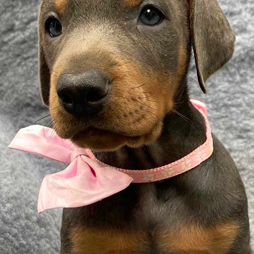 Brego is registered to the contest to win money with this photo: adorable, animal, bow, canine, closeup, cute, dog, ears, eyes, fur, grey_background, indoor, mammal, nose, pet, pink_bow, portrait, puppy, sitting, young