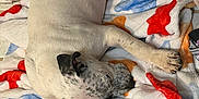 Lucky joined the competition — help win amazing prizes! animal, black_spots, blanket, comfort, cozy, dog, domestic_animal, fur, indoor, laying_down, paw, peaceful, pet, quiet, relaxed, resting, sleeping, spotted, tile_floor, white_fur