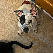 Lucky joined the competition — help win amazing prizes! animal, black, black_patch, brown, carpet, companion, curious, cute, dog, ear, ears_up, floor, furniture, indoor, looking_up, paw, pet, spot, tail, white