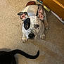 animal, black, black_patch, brown, carpet, companion, curious, cute, dog, ear, ears_up, floor, furniture, indoor, looking_up, paw, pet, spot, tail, white