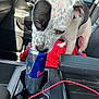 Lucky joined the competition — help win amazing prizes! animal, black_and_white, blanket, can, car_interior, close_up, cup_holder, curious, dog, inside_car, pet, puppy, red_bull_can, red_cable, seat, spot, sunlight, vehicle, window, young_dog